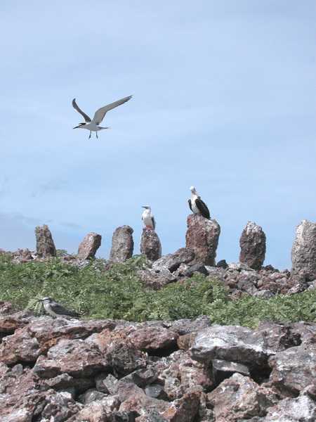 Ancient upright stones ("heiau") on Necker Island (Mokumanamana), in the Northwestern Hawaiian Islands, are part of an archaeological site that gives witness to the fact that this distant point of land was visited by prehistoric Hawaiians. Photo courtesy of NOAA / Andy Collins.